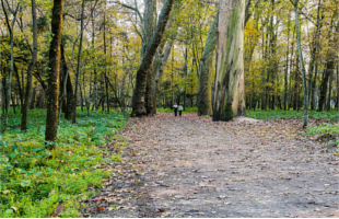 Choupal National Forest