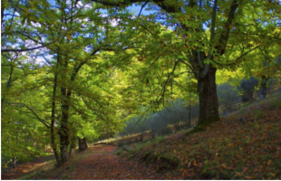 Limpeza De Terrenos E Florestas Em Viseu